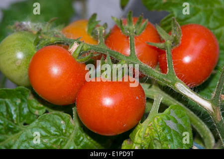 Ripe Cherry Tomatoes On Stem In Garden Stock Photo