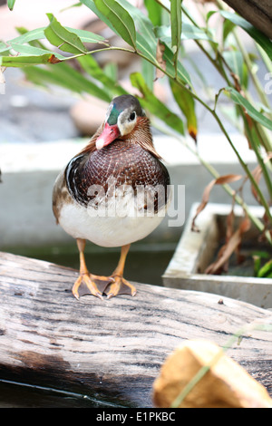 colorful green winged teal duck on the timber in pond. Stock Photo