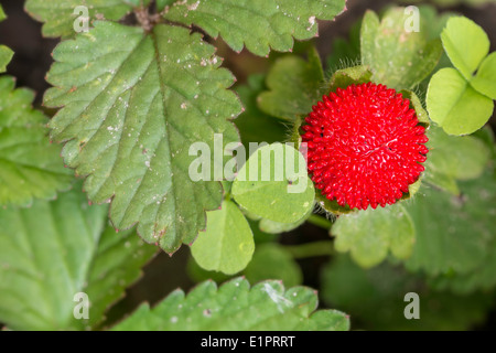 A Duchesnea indica (Mock Strawberry) close to some heart shaped clover leaves Stock Photo