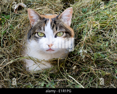 Tortoiseshell aka calico cat. Hiding in grass cutting. Stock Photo