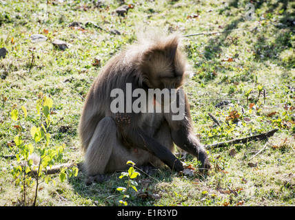 Gelada baboon Stock Photo