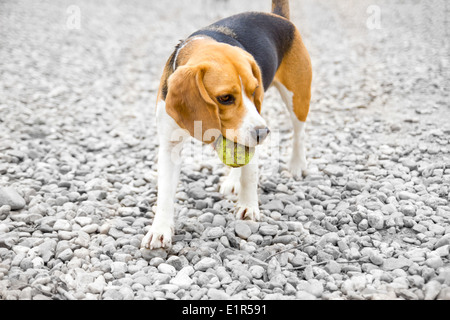 beagle dog with ball in mouth isolated on black and white background Stock Photo