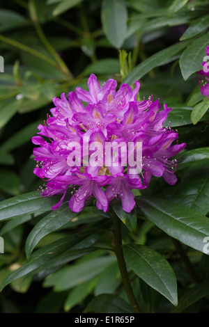 bright cerise coloured rhododendrum flowers with leaves Stock Photo