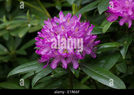 bright cerise coloured rhododendrum flowers with leaves Stock Photo