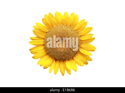 Sunflower isolated on white background. Stock Photo