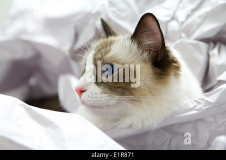 Cute Ragdoll Cat in Paper Stock Photo