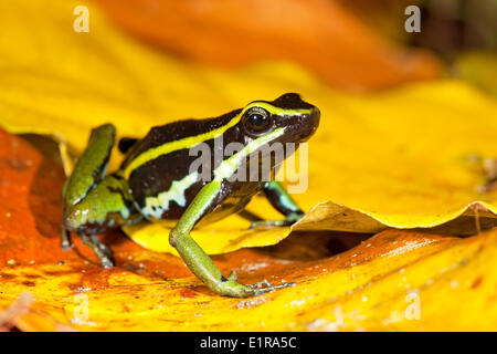 photo of a three-striped poison dart frog on the forest floor between yellow leafs Stock Photo