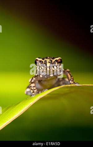 photo of a Tukeit hill frog resting on a green leaf against a green background