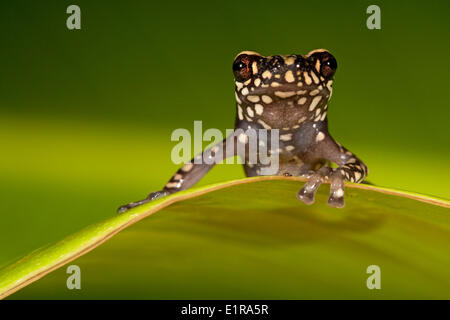 photo of a Tukeit hill frog resting on a green leaf against a green background