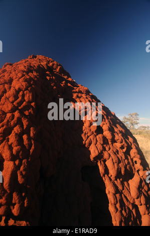 Detail of red termite mound, Pilbara region, Western Australia
