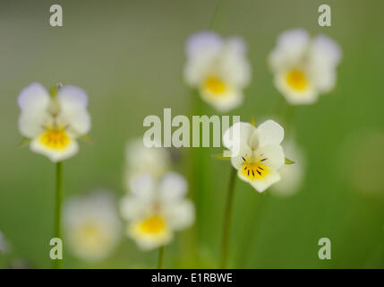 Flowering Field Pansy Stock Photo