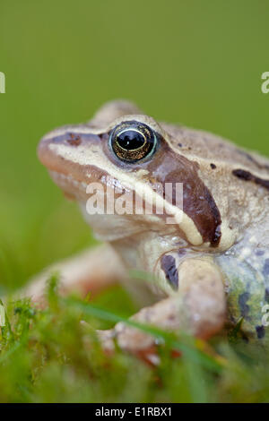 vertical portrait of a male moor frog against a green background Stock Photo