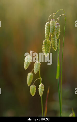 Flowering Greater Quaking-grass Stock Photo