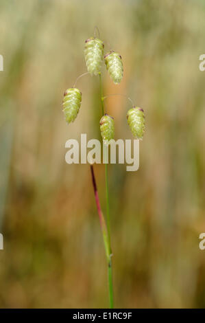 Flowering Greater Quaking-grass Stock Photo