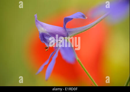 Flowering Forking Larkspur on reserve in Wahlwiller with a red background of a Poppy Stock Photo