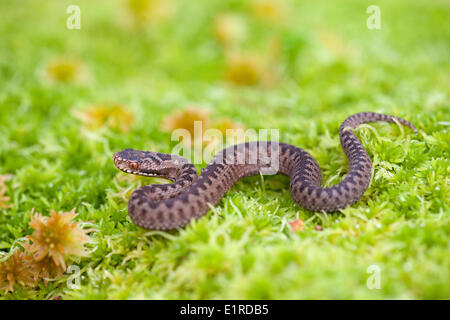 photo of a juvenile common viper Stock Photo