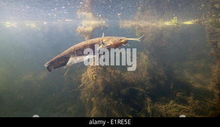 photo of a Wels Catfish underwater Stock Photo