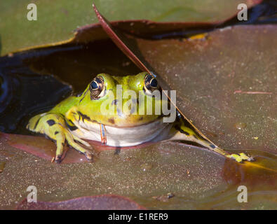 GREEN FROG RANA ESCULENTA EATING EARTHWORMS amphibia amphibian Stock ...