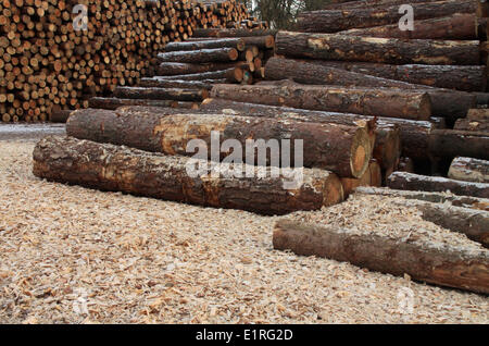 Logs in storage Stock Photo