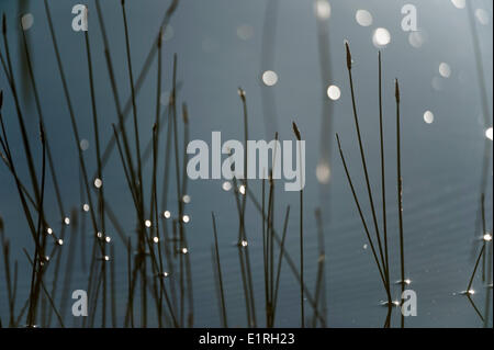 Slender Spike-rush in dunelake; Stock Photo