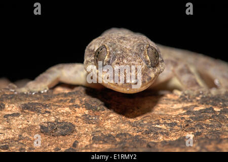 Frontal portrait of a Moreau's Tropical House Gecko on a tree Stock Photo