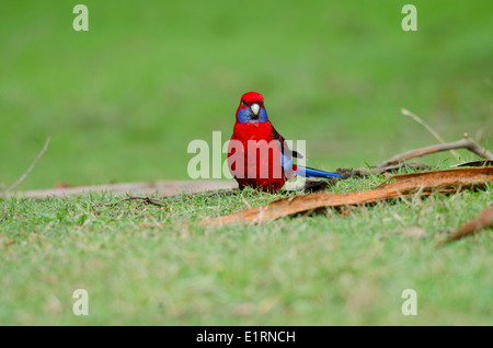 Australia, Victoria, Melbourne, Dandenong Ranges. Dandenong National Park, Grants Reserve. Crimson blue-cheeked rosella. Stock Photo