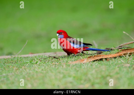 Australia, Victoria, Melbourne, Dandenong Ranges. Dandenong National Park, Grants Reserve. Crimson blue-cheeked rosella. Stock Photo