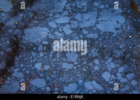 Crossett, Arkansas, USA. 15th Mar, 2013. A sheen of chemicals is seen on a pond in Crossett City Park in Crossett, Arkansas. © Nicolaus Czarnecki/ZUMAPRESS.com/Alamy Live News Stock Photo