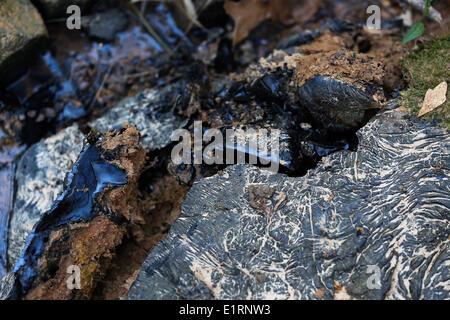 Crossett, Arkansas, USA. 15th Mar, 2013. A black tarry substance is found illegally dumped throughout Crossett City Park in Crossett, Arkansas. © Nicolaus Czarnecki/ZUMAPRESS.com/Alamy Live News Stock Photo