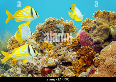Coral reef scene with tropical fish Stock Photo