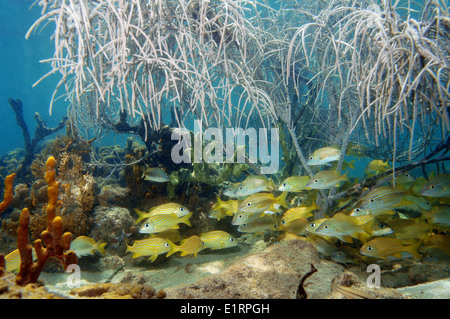 A shoal of grunt fish under gorgonian sea plume in a coral reef, Atlantic ocean Stock Photo