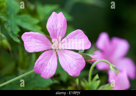 Geranium x oxonianum 'Wargrave pink' in the garden. Stock Photo