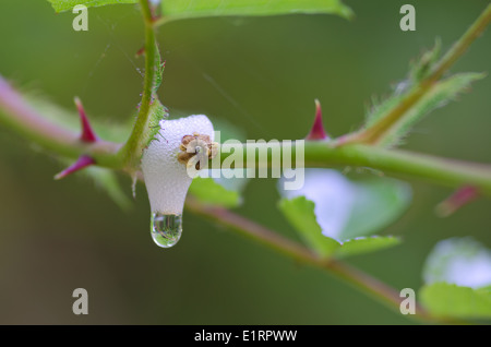 Cuckoo spit seen springtime caused by froghopper nymph blowing bubbles from its bottom as a protective defense mechanism coating Stock Photo