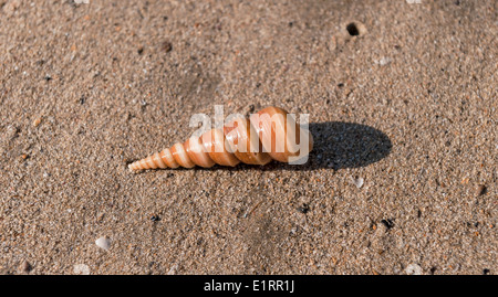 Auger shell on Palolem beach in Canocona, Goa, India, Asia