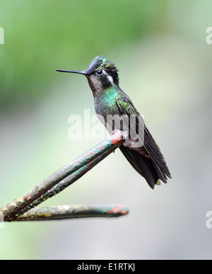A male Purple Throated Mountain Gem (Lampornis calolaemus) hummingbird at a feeding station. Monteverde Cloud Forest Reserve Stock Photo