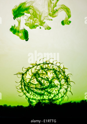 Nutrient fallout on a circular shape of waterweed Stock Photo