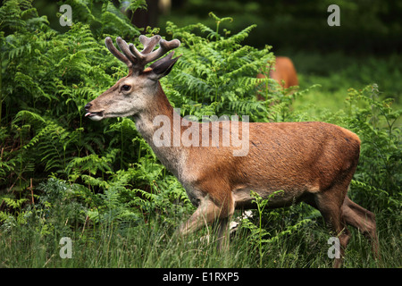 A juvenile red deer (Cervus elaphus) in Richmond Park near London, United Kingdom. Stock Photo