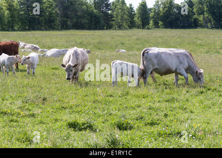 Herd of Charolais and Hereford cows grazing in a field with one cow very pregnant and due to calve anytime. Stock Photo
