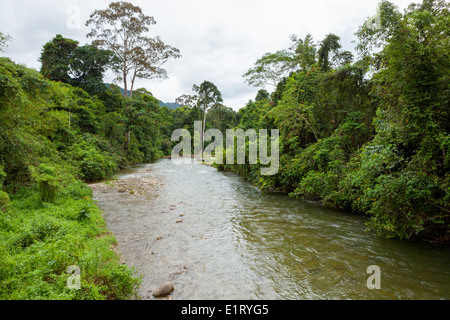 Jungle river in borneo Stock Photo