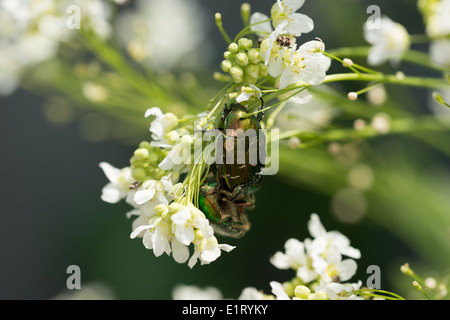 Two green rose chafer mate on horseradish flowers in the garden. Stock Photo
