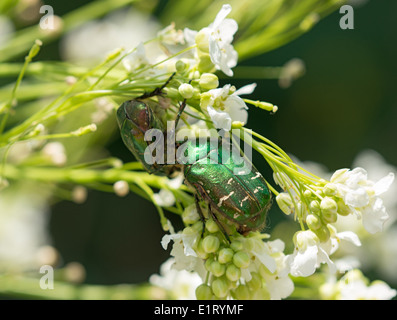 Two green rose chafer are seating on horseradish flowers in the garden. Stock Photo