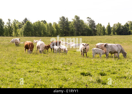 Lone Arabian horse among a herd of Charolais and Hereford cross cows and calves. Stock Photo