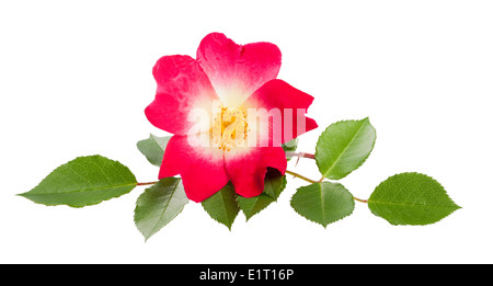 rose with branch isolated on white background Stock Photo