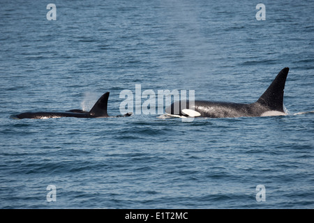 Male & female Transient/Biggs Killer Whale/Orca (Orcinus orca). Surfacing, Monterey, California, Pacific Ocean. Stock Photo
