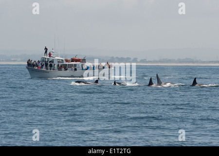 Transient/Biggs Killer Whale/Orca (Orcinus orca). Surfacing in front of Point Sur Clipper, Monterey, California, Pacific Ocean. Stock Photo