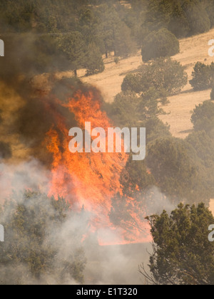 This image captures a scene from the Apache-Sitgreaves National Forest in Arizona, taken during the Wallow Fire of 2011. The fire was one of the largest wildfires in Arizona’s history, affecting both natural areas and local communities. Stock Photo