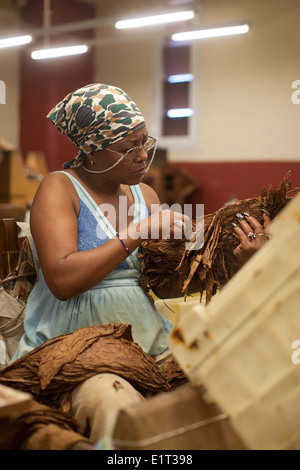 Woman working in a cigar factory, tobacco industry, Havana, Cuba Stock Photo