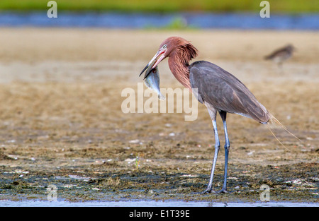 Reddish egret (Egretta rufescens) eating a morning catch – a flounder, Galveston, Texas, USA. Stock Photo