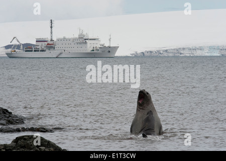 Southern Elephant Seal Bulls, Mirounga leonina, fighting, Hannah Point, South Shetland Islands. Stock Photo