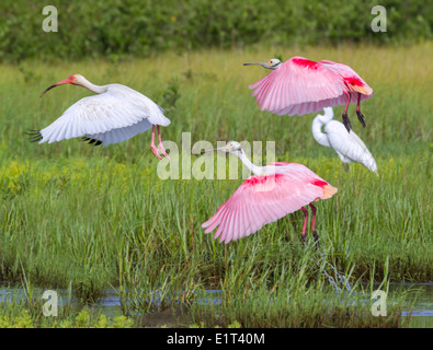 The American white ibis (Eudocimus albus) and roseate spoonbills (Platalea ajaja) flying over a swamp Stock Photo